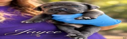 Cane Corso dogs for sale: Jayce - Ad 7