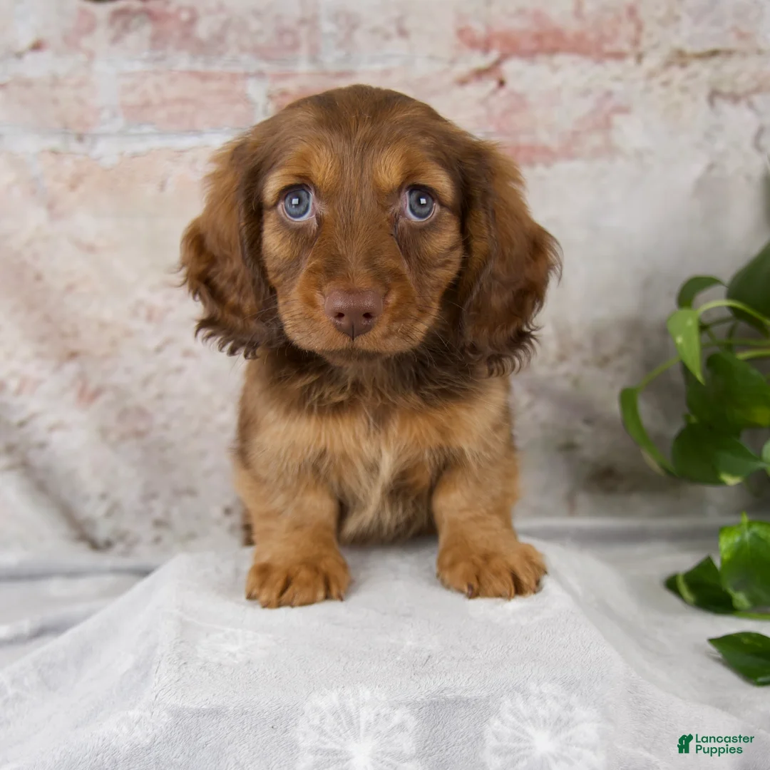 Miniature Dachshund dogs for sale: Oliver - Ad 1