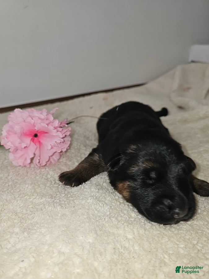 German Shepherd dogs for sale: Mindy - Ad 1