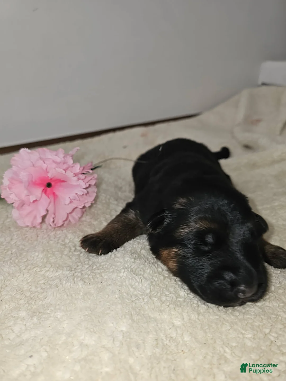 German Shepherd dogs for sale: Mindy - Ad 1