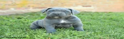 Cane Corso dogs for sale: Dakota - Ad 2