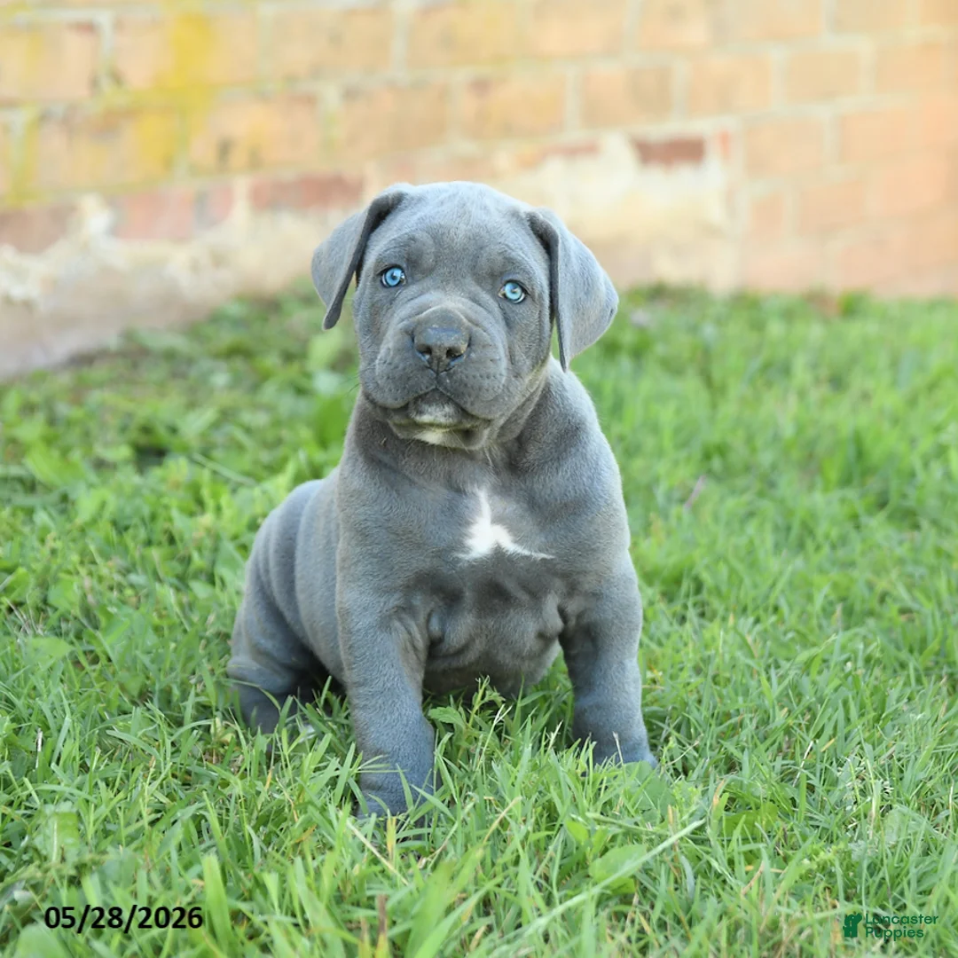 Cane Corso dogs for sale: Dakota - Ad 2