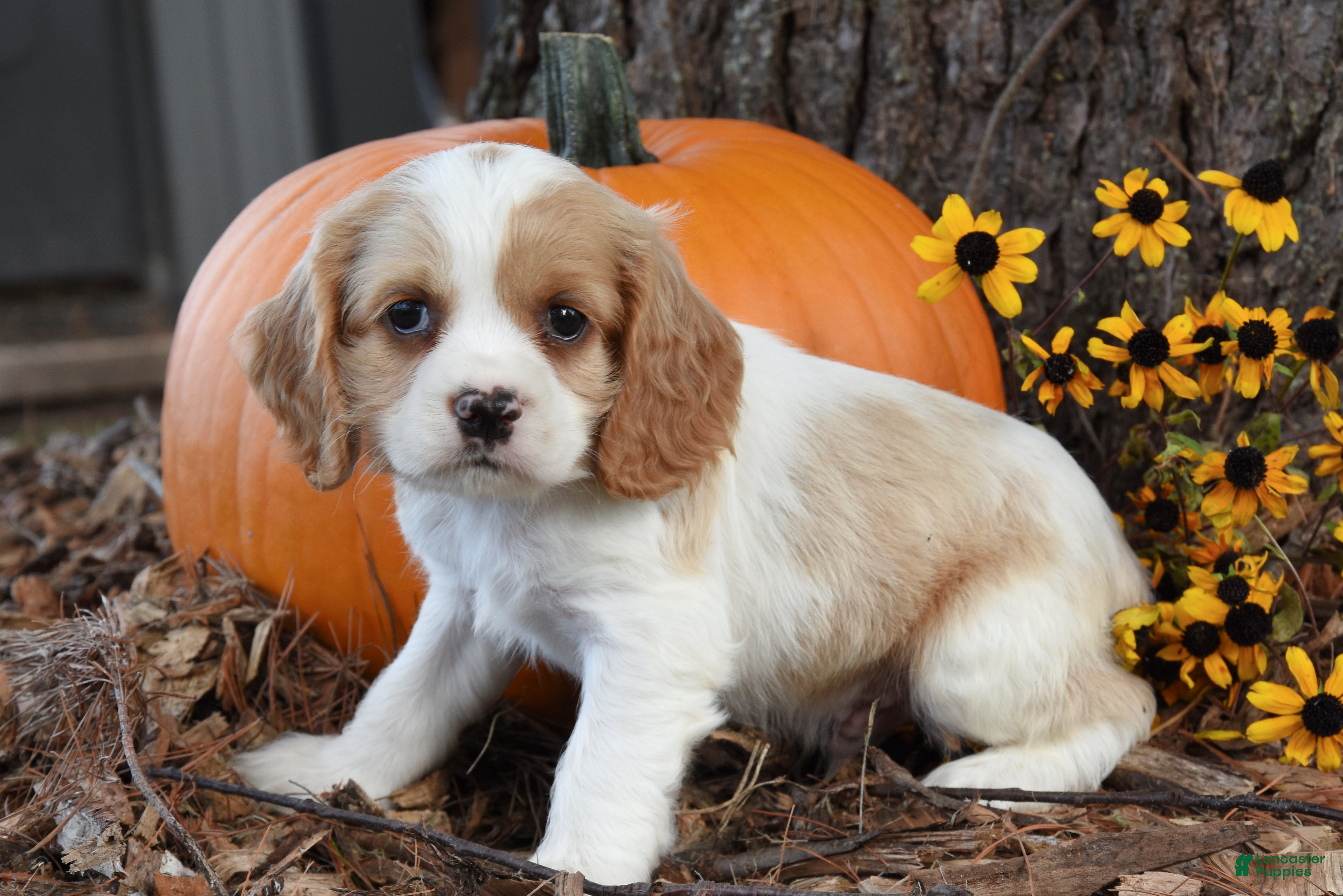 Cocker Spaniel dogs Mike - Ad 2