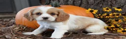 Cocker Spaniel dogs for sale: Mike - Ad 2