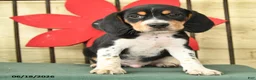 Beagle dogs for sale: Spencer - Ad 3