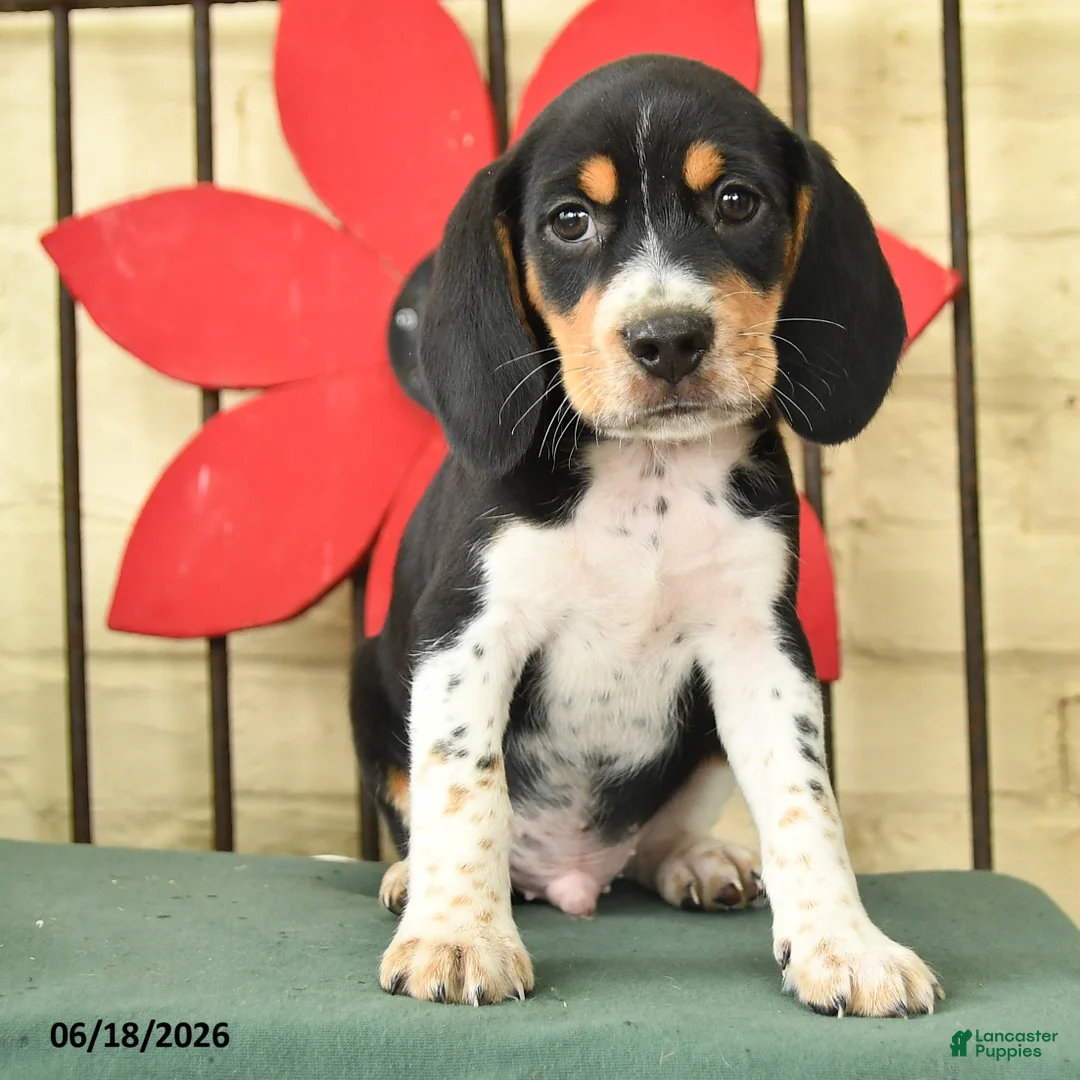 Beagle dogs for sale: Spencer - Ad 3