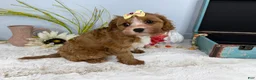 Cavapoo dogs for sale: Zoe  - Ad 4