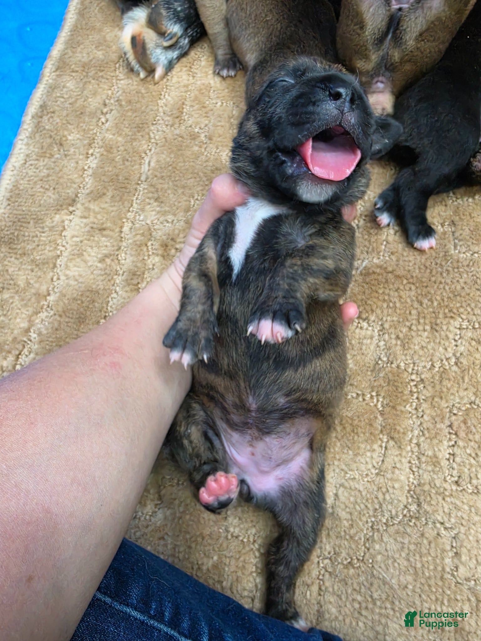 Cane Corso dogs Cane Corso Puppy 4 - Ad 26