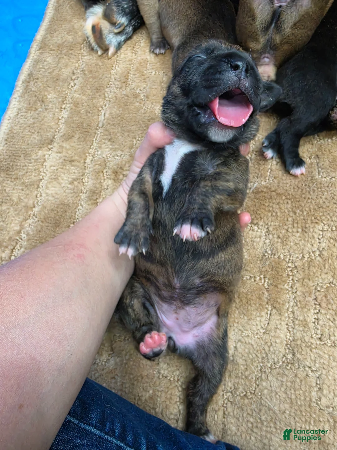 Cane Corso dogs for sale: Cane Corso Puppy 4 - Ad 1