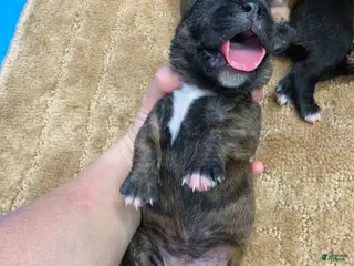 Cane Corso dogs Cane Corso Puppy 4 - Ad 26