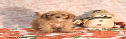 Cavapoo dogs for sale: Kandy - Ad 2