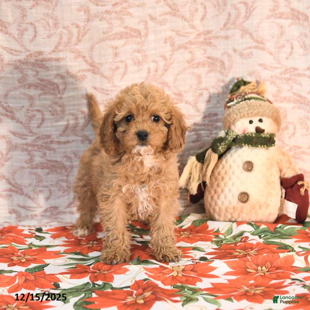 Cavapoo dogs for sale: Kandy - Ad 2