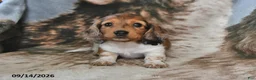 Miniature Dachshund dogs for sale: Snuggles    - Ad 4