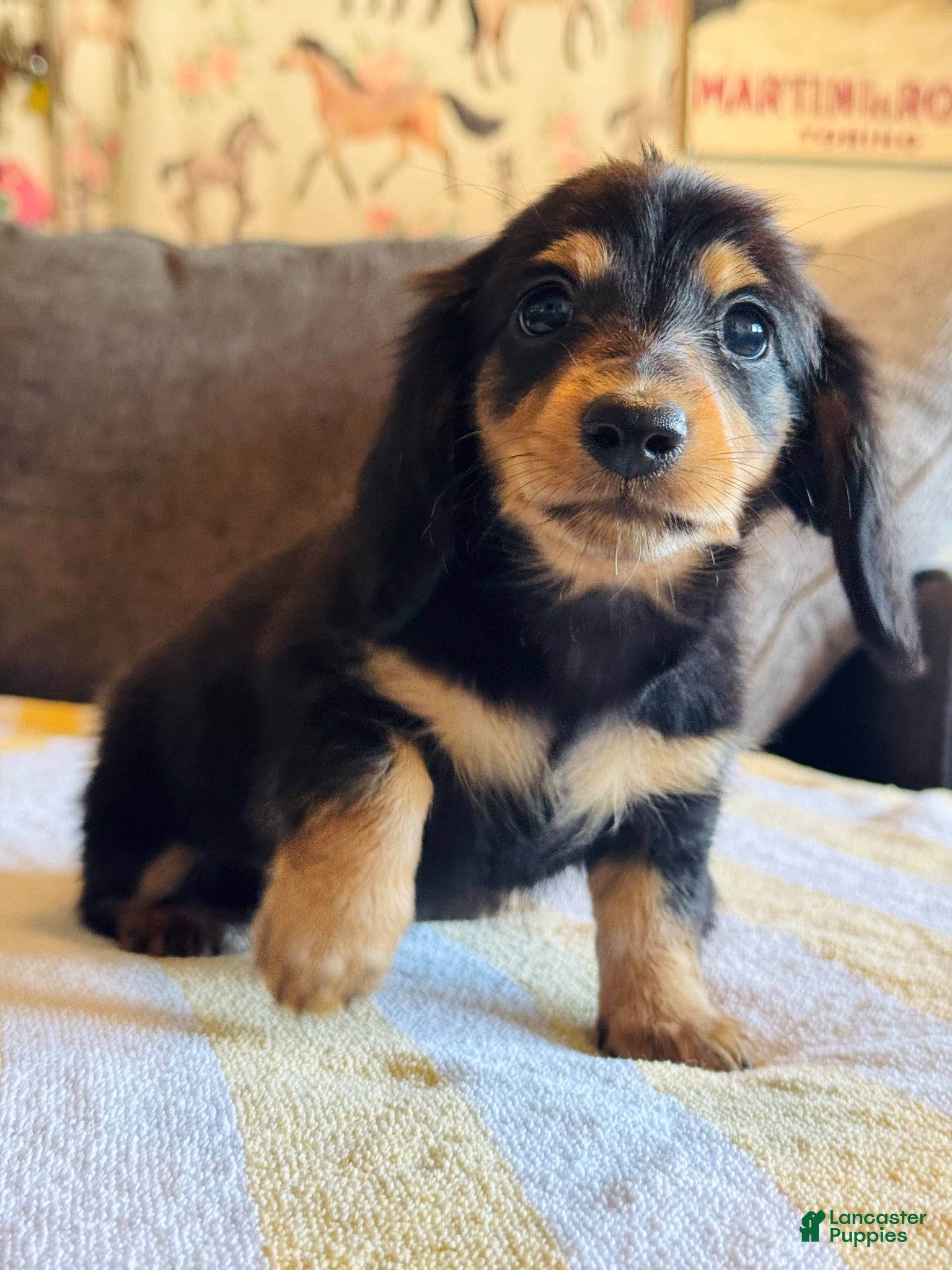 Miniature Dachshund dogs AKC Longhair Black & Tan Mini Dachshund Girl - Ad 13
