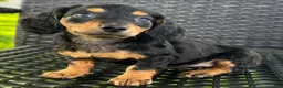 Dachshund dogs for sale: Dirk - Ad 2
