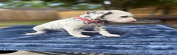 Dalmatian dogs for sale: Arlo - Ad 3