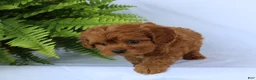 Cavapoo dogs for sale: Max - Ad 6