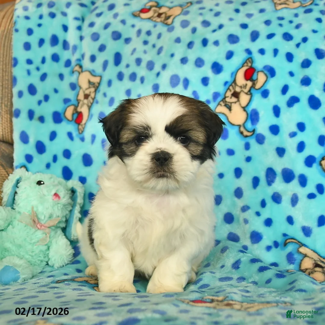 Shih Tzu dogs for sale: Bennet  - Ad 4