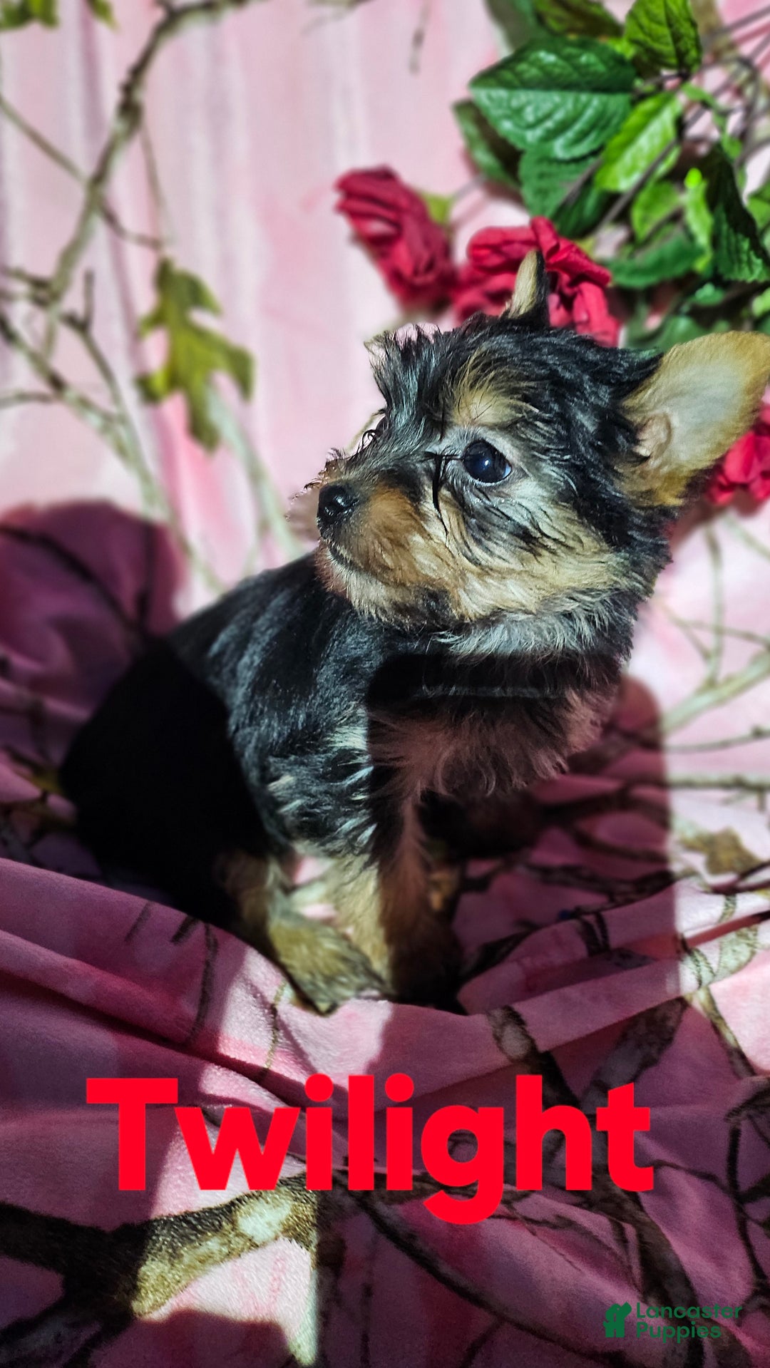 Morkie dogs for sale: TWILIGHT  - Ad 6