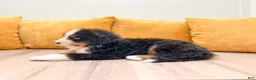 Bernese Mountain Dog dogs for sale: Alex - Ad 3