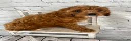 Cavapoo dogs for sale: Lucy - Ad 7