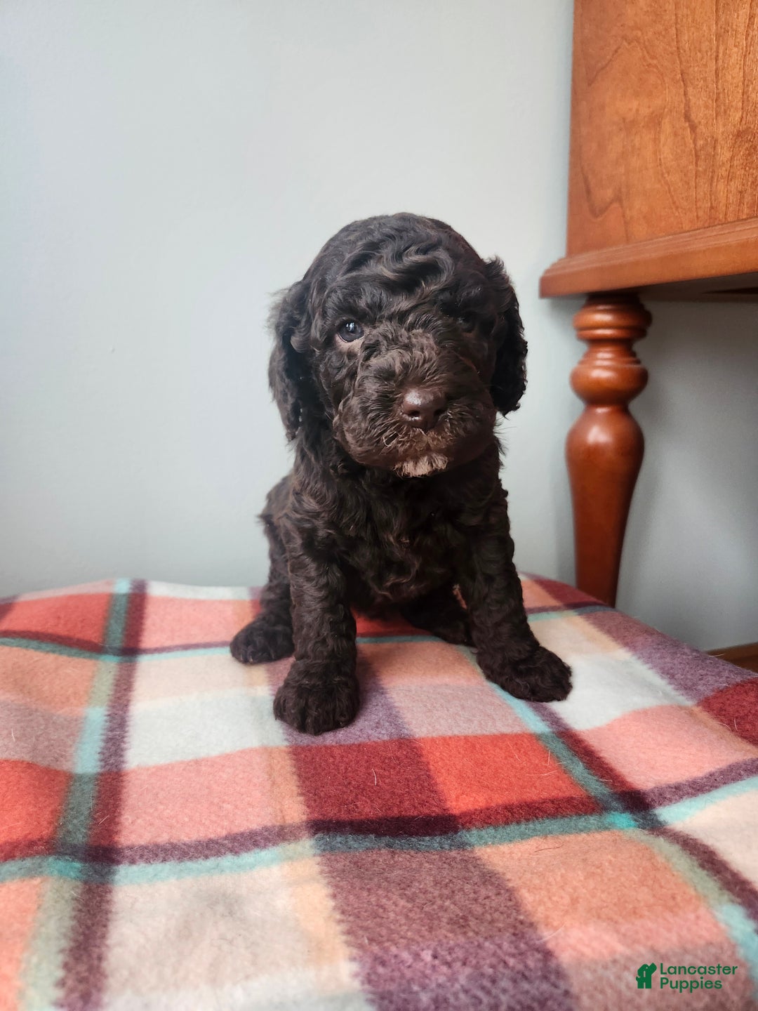 Labradoodle dogs for sale: Noel - Ad 10