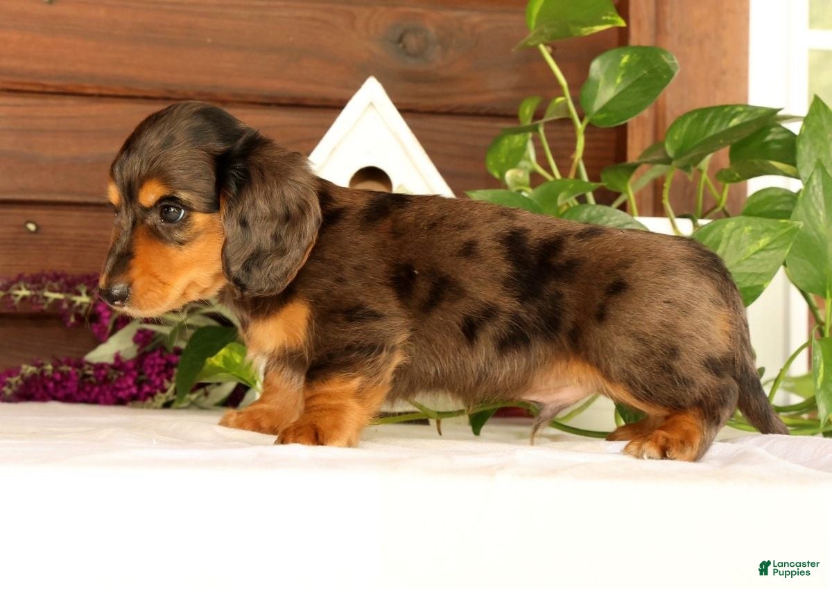 Miniature Dachshund dogs Thomas - Ad 2