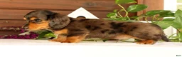 Miniature Dachshund dogs for sale: Thomas - Ad 6
