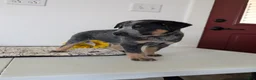 Australian Cattle Dog dogs for sale: Ranger  - Ad 3