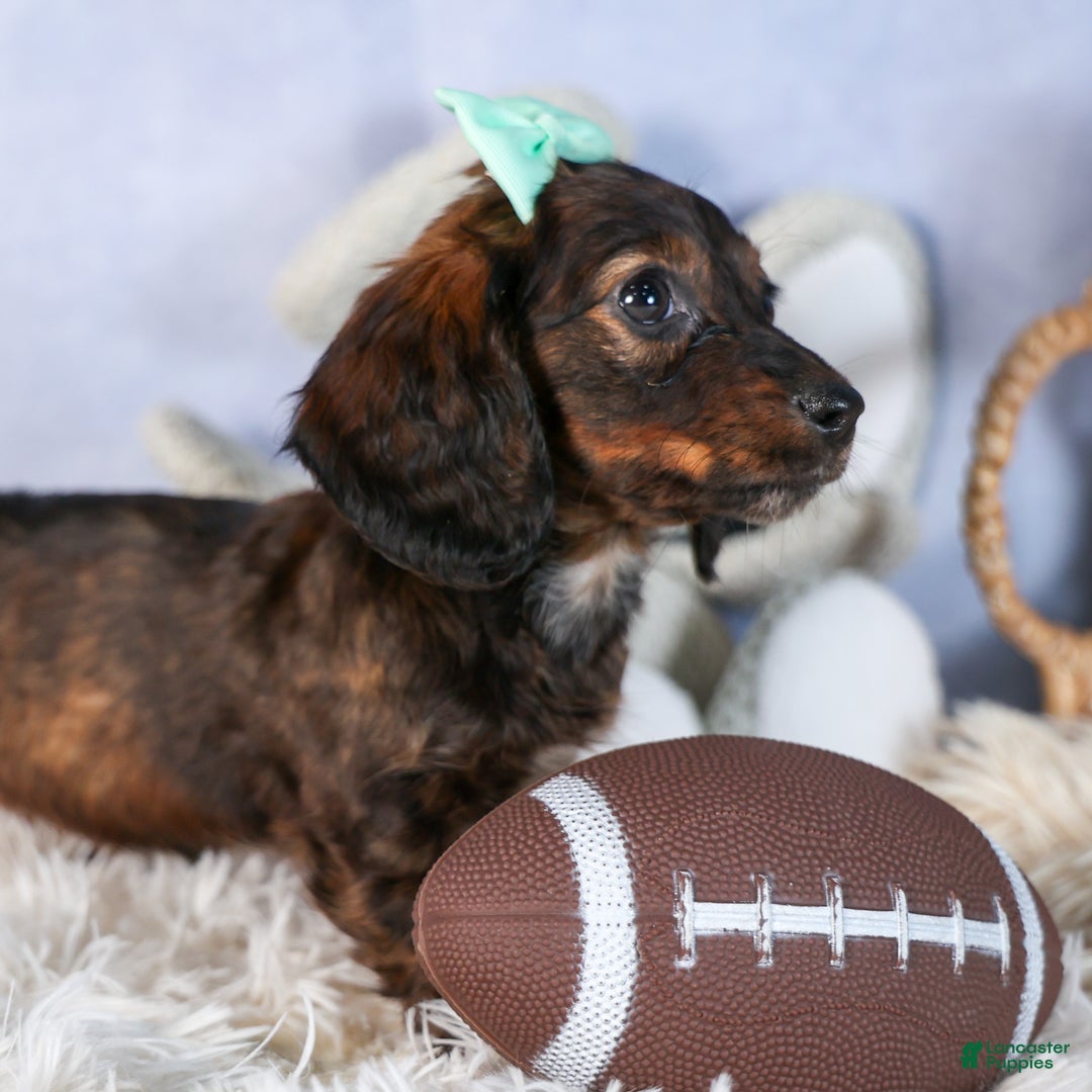 Miniature Dachshund dogs for sale: Cleo - Ad 14