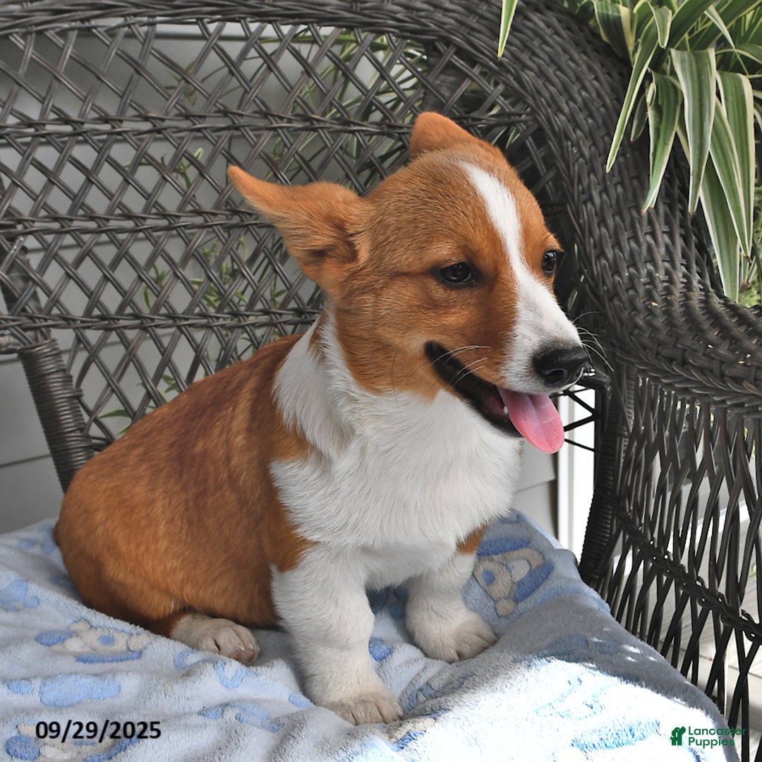Welsh Corgi Pembroke dogs for sale: Jack - Ad 14