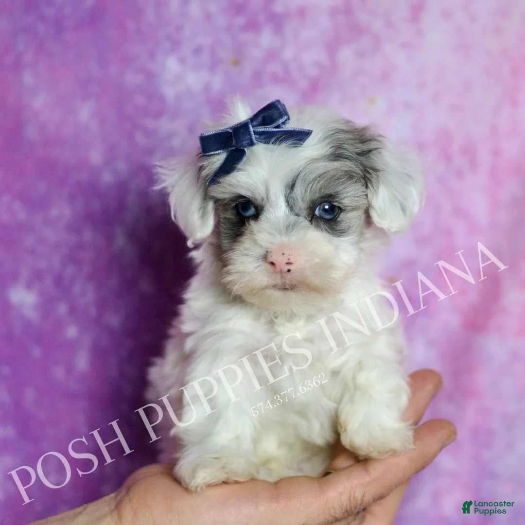 Maltipoo dogs for sale: Hufflepuff - Ad 1