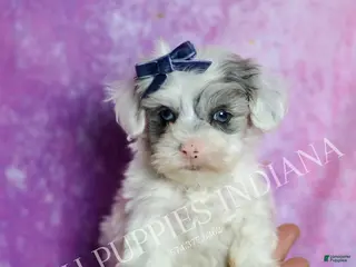 Maltipoo dogs Hufflepuff - Ad 29