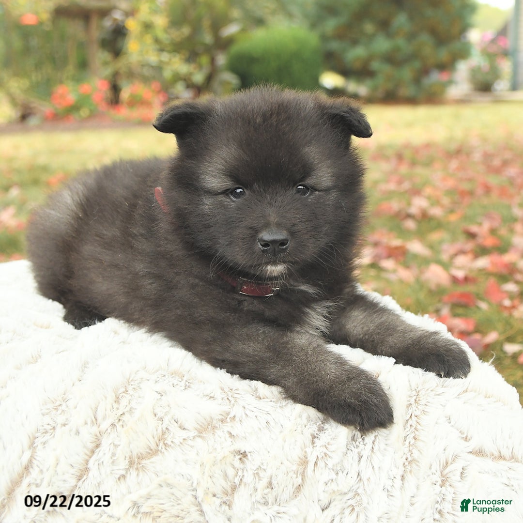 Keeshond dogs for sale: Monty - Ad 10