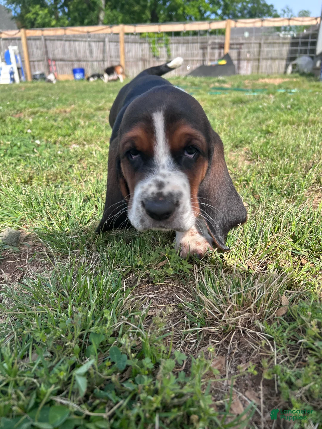 Basset Hound dogs for sale: Newt  - Ad 2