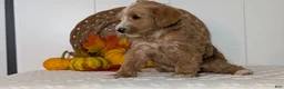 Schnoodle dogs for sale: Roscoe - Ad 9