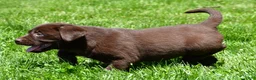 Labrador Retriever dogs for sale: Libby - Ad 6