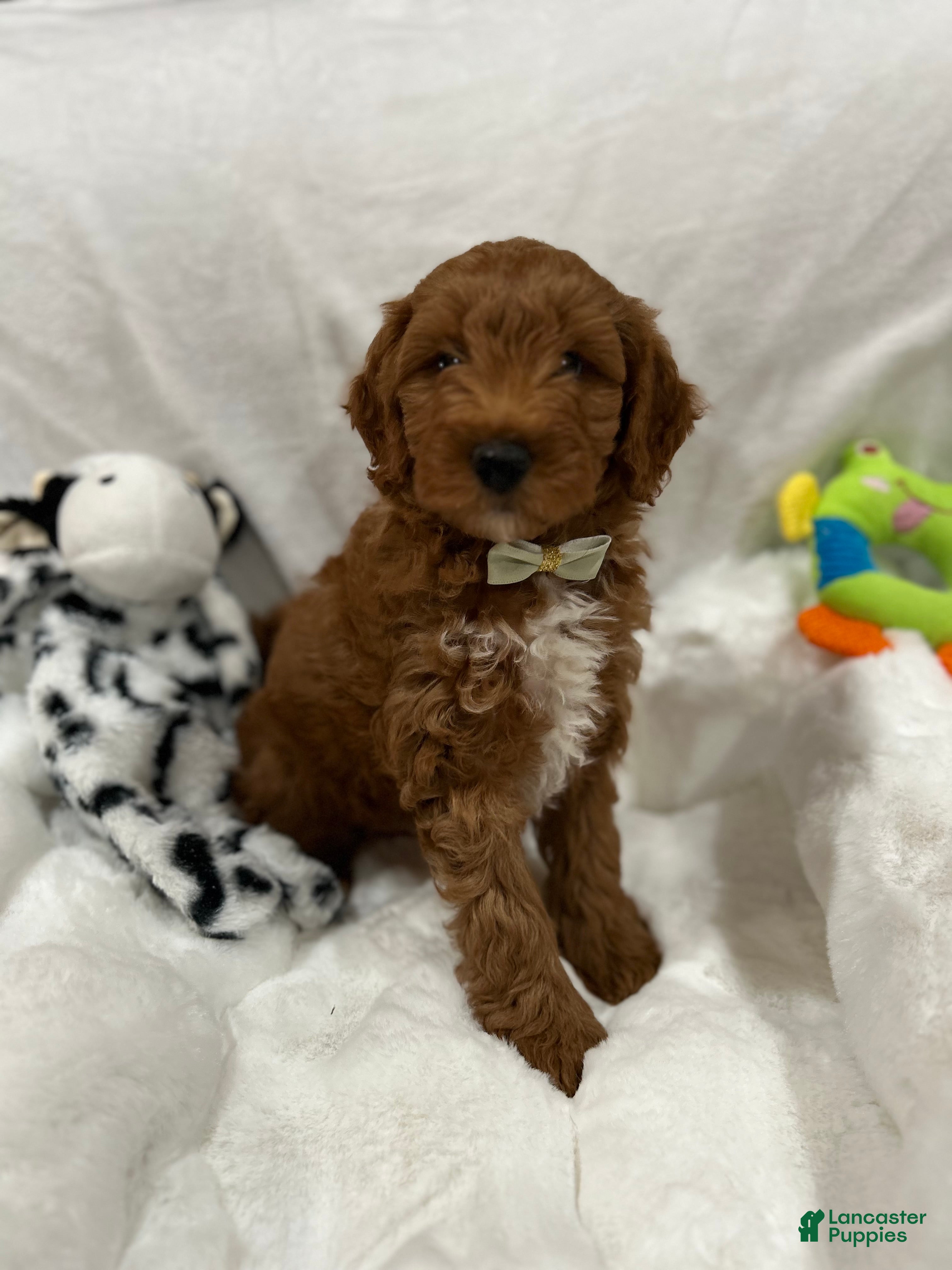 Mini Goldendoodle dogs for sale: Petite Romeo Mini Goldendoodle Puppy 2 - Ad 2