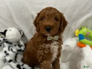 Mini Goldendoodle dogs for sale: Petite Romeo Mini Goldendoodle Puppy 2 - Ad 2
