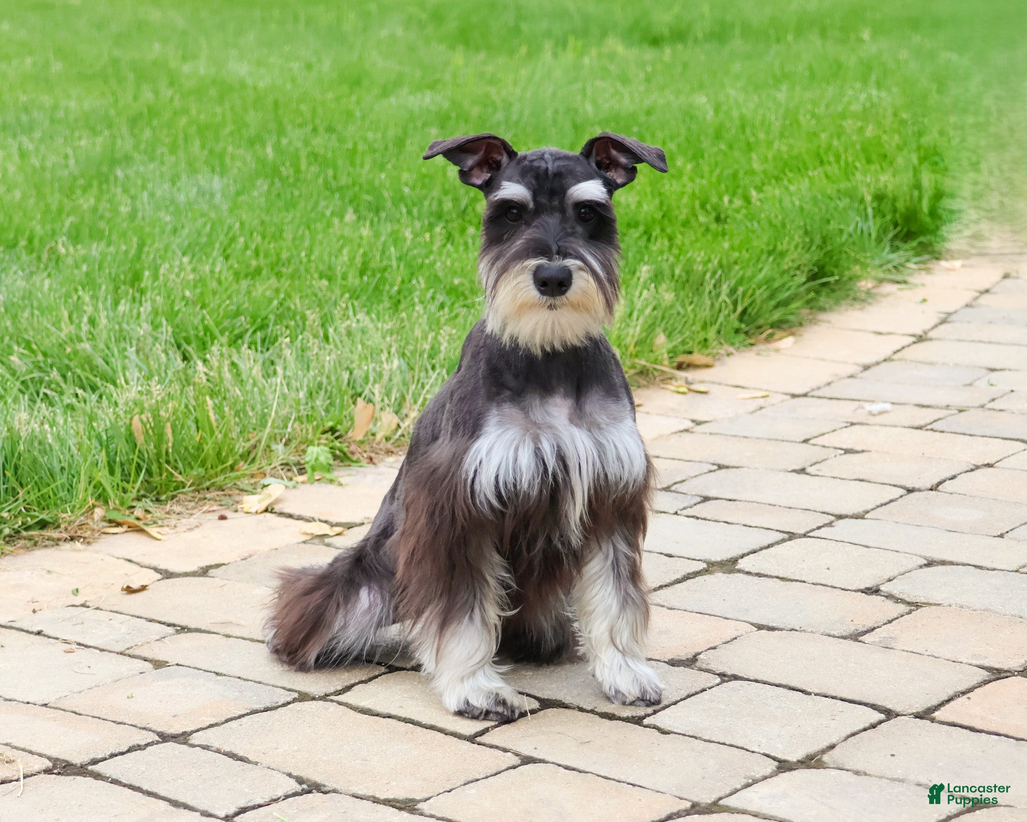Miniature Schnauzer dogs Rita - Ad 2
