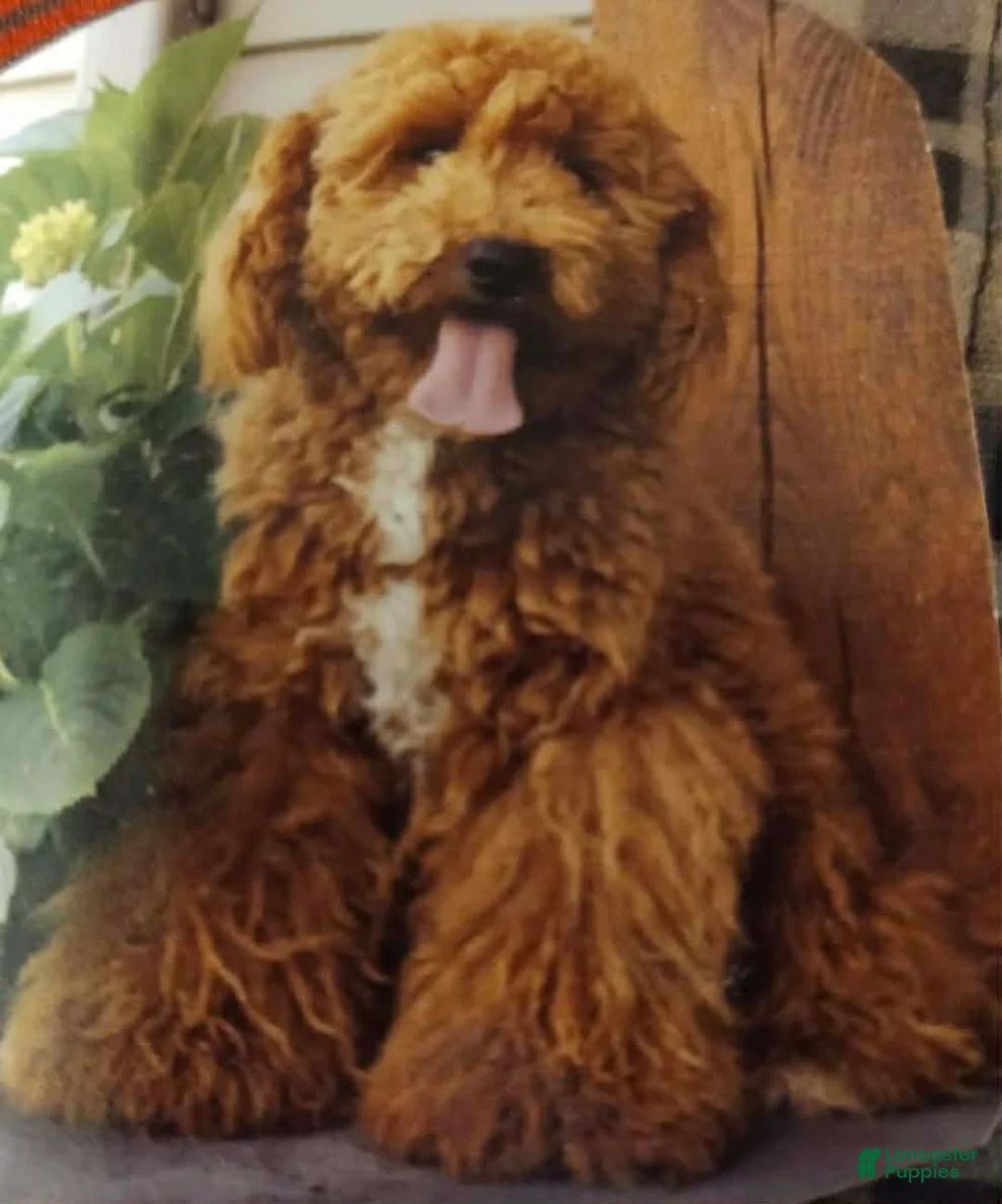 Cavapoo dogs for sale: Leo - Ad 5