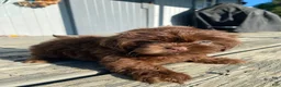 Shih Tzu dogs for sale: Luna - Ad 10