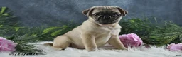 Pug dogs for sale: Greg - Ad 2