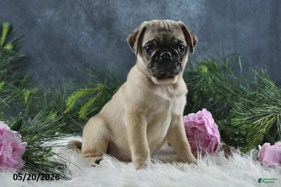 Pug dogs for sale: Greg - Ad 2