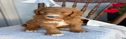 Goldendoodle dogs for sale: Cozette - Ad 4