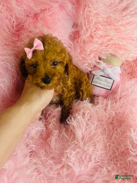 Toy Poodle dogs Toy Poodle 1 - Ad 15