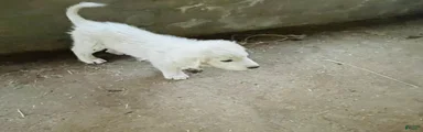 Great Pyrenees Puppy 9