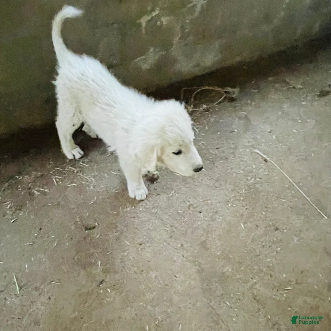 Great Pyrenees dogs for sale: Great Pyrenees Puppy 9 - Ad 1