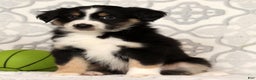 Miniature Australian Shepherd dogs for sale: Jimmy - Ad 7