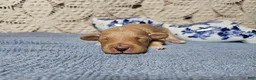 Mini Goldendoodle dogs for sale: Tarragon - Ad 8